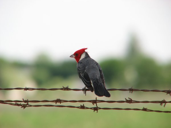 Photo (2): Red-crested Cardinal