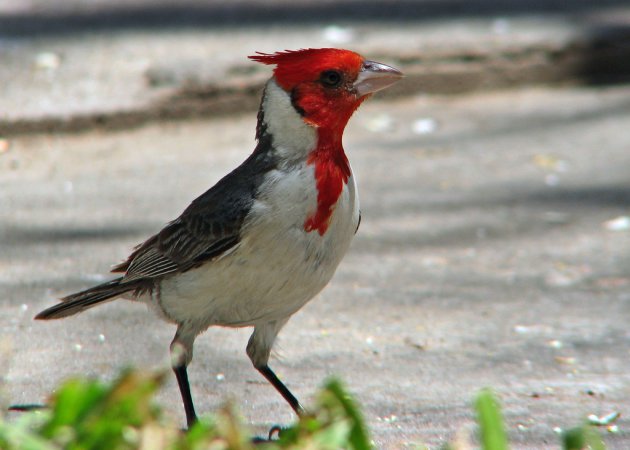 Photo (6): Red-crested Cardinal