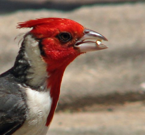 Photo (18): Red-crested Cardinal