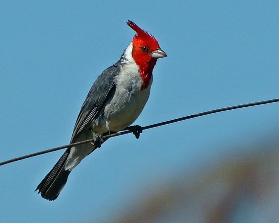 Photo (10): Red-crested Cardinal