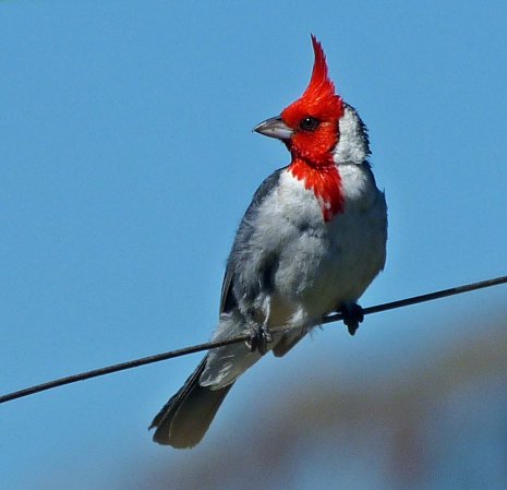 Photo (16): Red-crested Cardinal