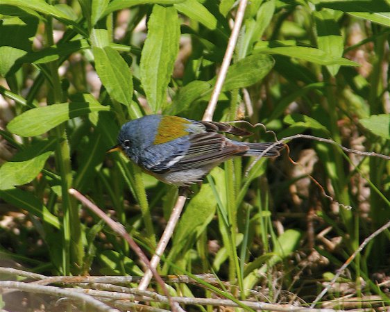 Photo (16): Quiz Species