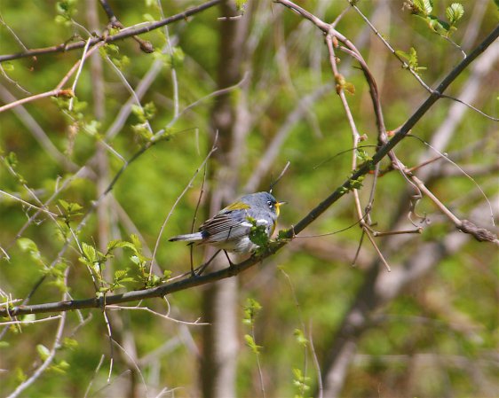 Photo (15): Quiz Species