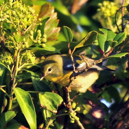 Photo (18): Quiz Species