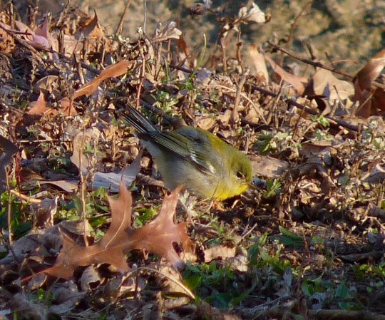 Photo (20): Quiz Species