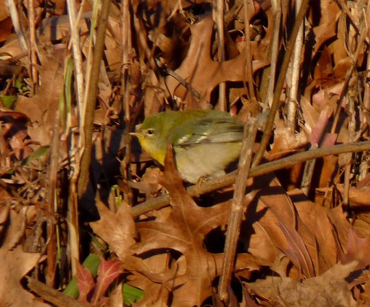 Photo (19): Quiz Species