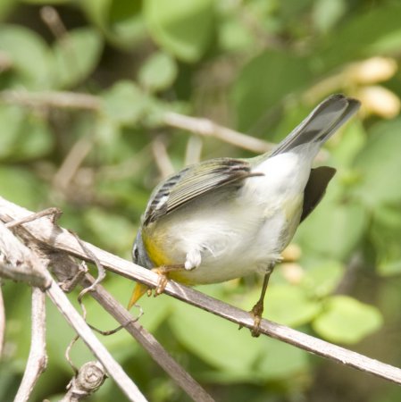 Photo (11): Quiz Species