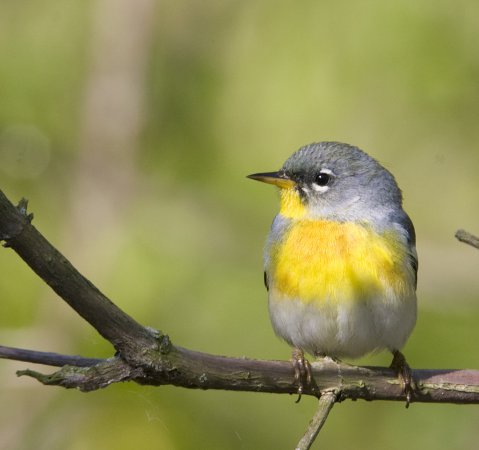 Photo (21): Quiz Species
