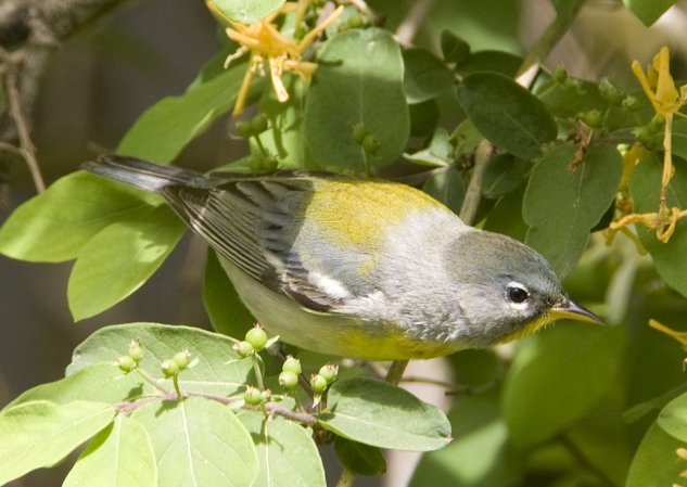Photo (6): Quiz Species