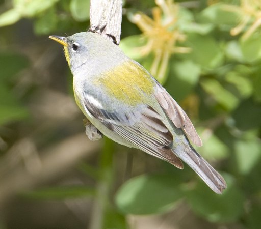 Photo (4): Quiz Species