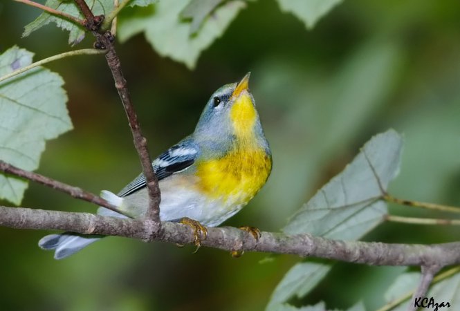 Photo (17): Quiz Species