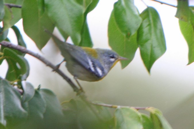 Photo (22): Quiz Species