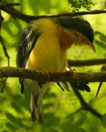 Photo (5): Tropical Parula