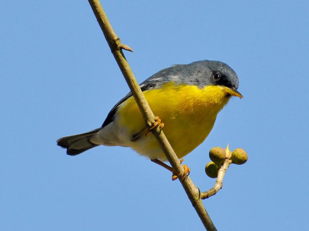 Photo (14): Tropical Parula