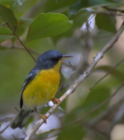 Photo (20): Tropical Parula