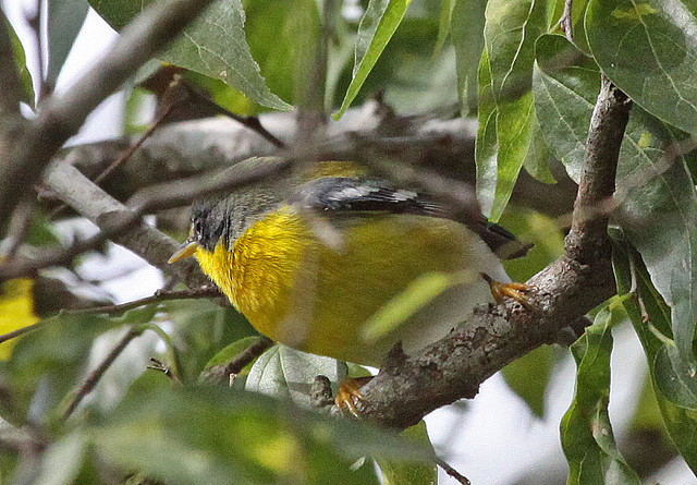 Photo (7): Tropical Parula