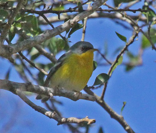 Photo (13): Tropical Parula