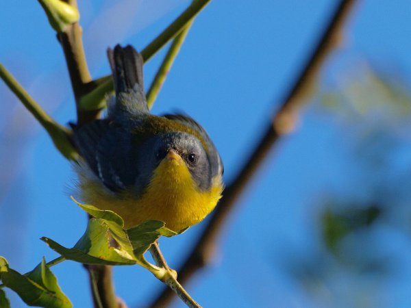 Photo (15): Tropical Parula