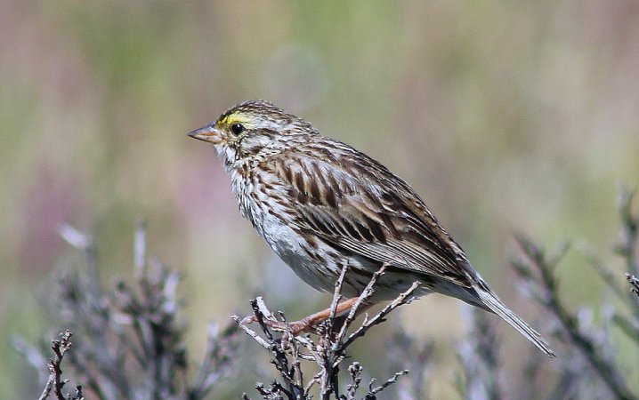 Photo (3): Savannah Sparrow