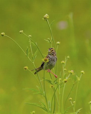 Photo (14): Savannah Sparrow