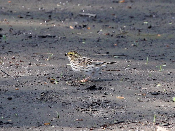 Photo (10): Savannah Sparrow