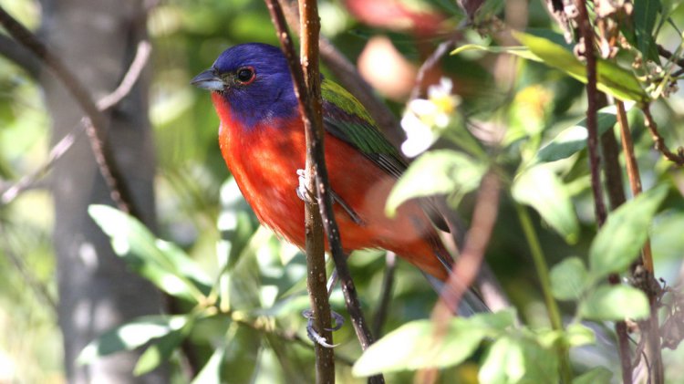 Photo (11): Painted Bunting