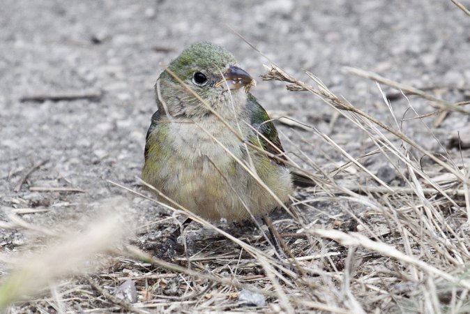 Photo (22): Painted Bunting