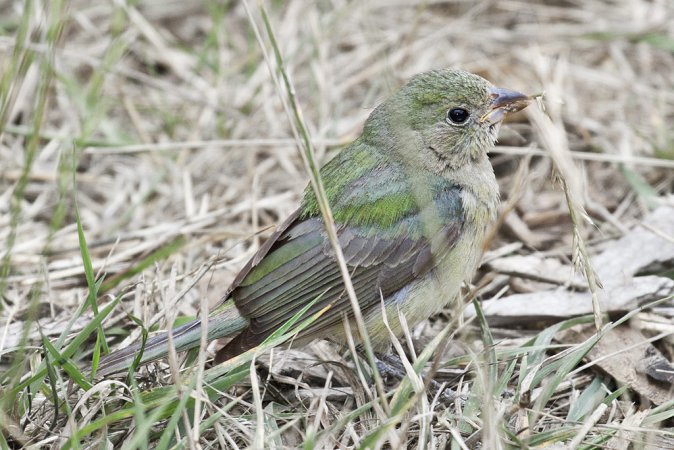 Photo (21): Painted Bunting