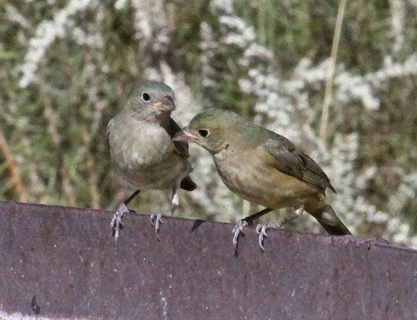 Photo (18): Painted Bunting