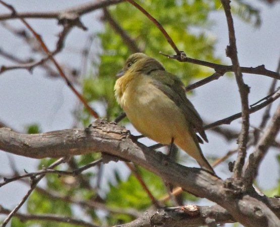 Photo (15): Painted Bunting