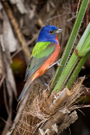 Photo (5): Painted Bunting