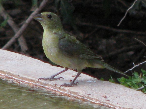 Photo (9): Painted Bunting