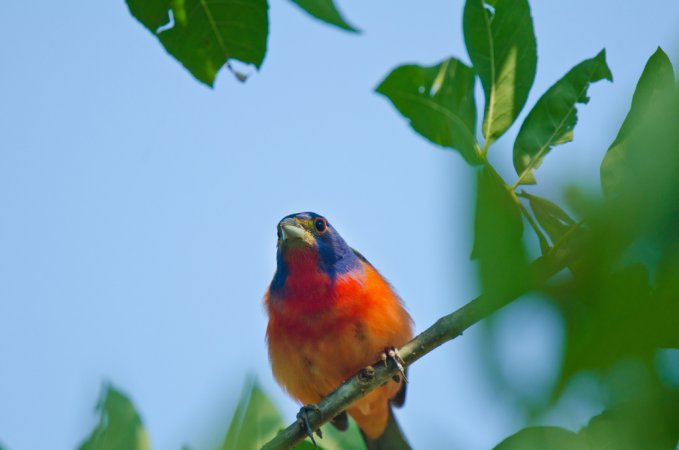 Photo (17): Painted Bunting