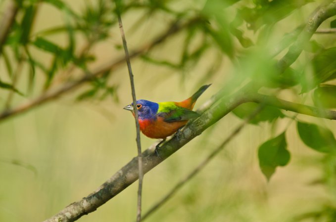 Photo (14): Painted Bunting