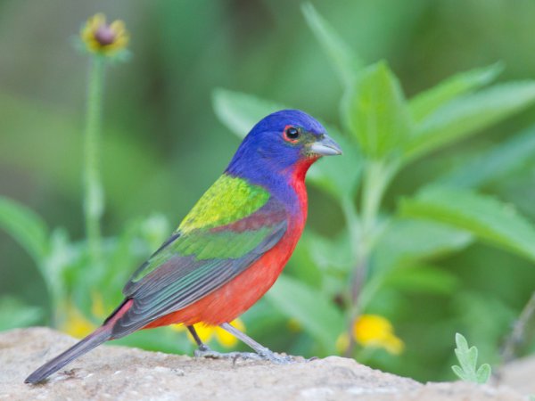 Photo (3): Painted Bunting