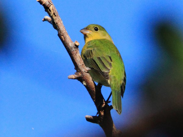 Photo (6): Painted Bunting