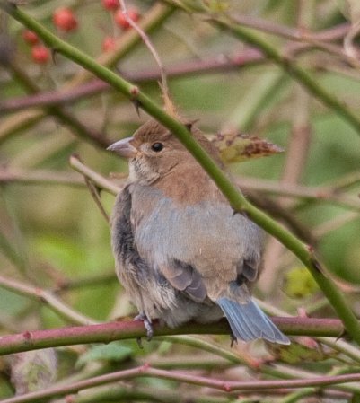 Photo (22): Indigo Bunting