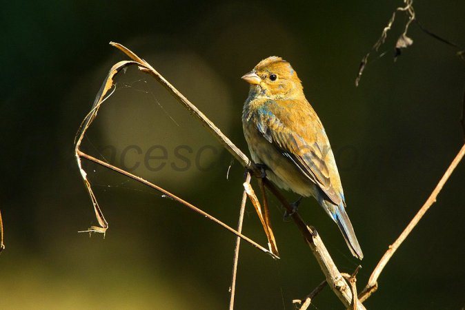 Photo (23): Indigo Bunting