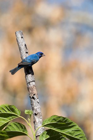 Photo (8): Indigo Bunting