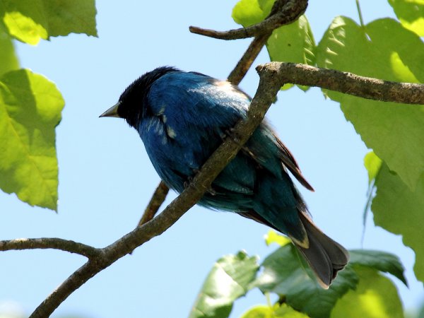 Photo (16): Indigo Bunting