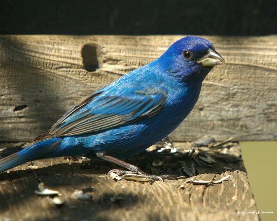 Photo (13): Indigo Bunting