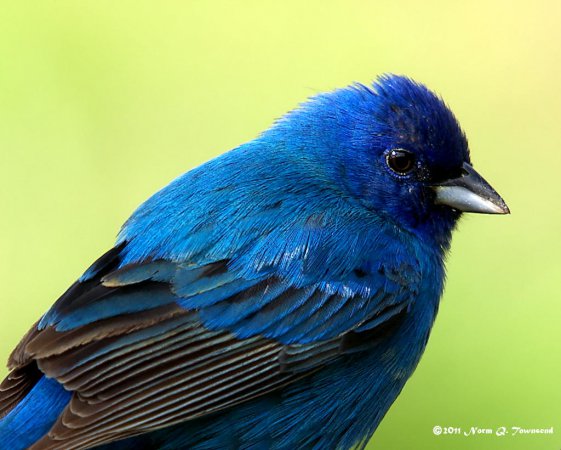 Photo (10): Indigo Bunting