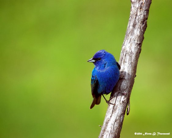 Photo (1): Indigo Bunting