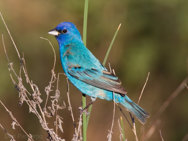 Photo (5): Indigo Bunting