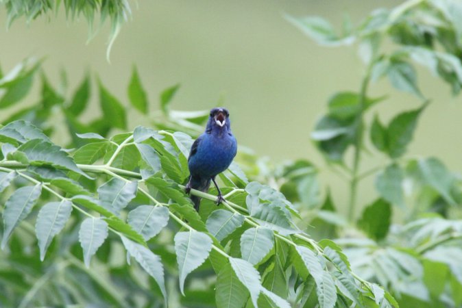 Photo (14): Indigo Bunting