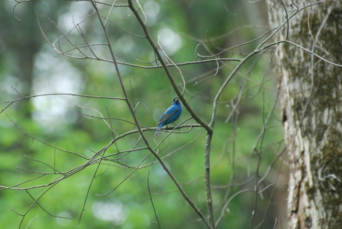 Photo (12): Indigo Bunting