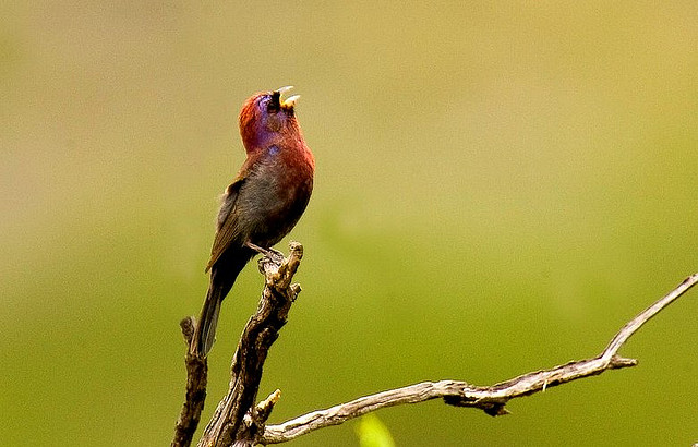 Photo (6): Varied Bunting