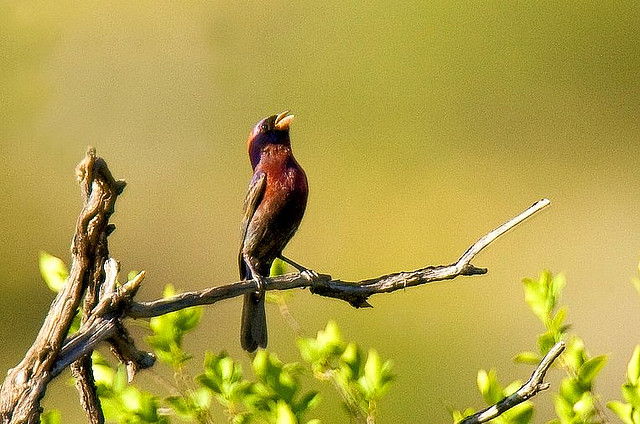 Photo (7): Varied Bunting