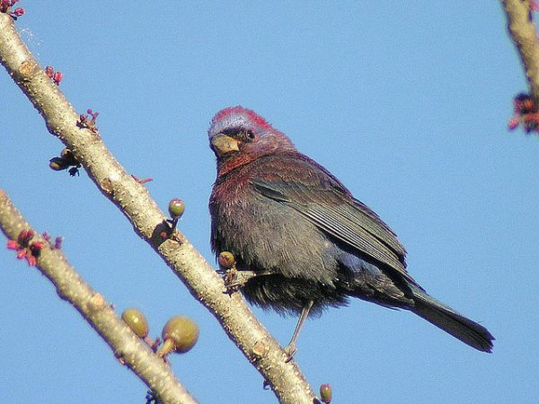 Photo (5): Varied Bunting