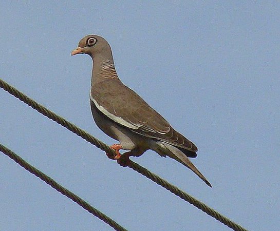 Photo (3): Bare-eyed Pigeon